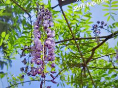 -嘉定紫藤园