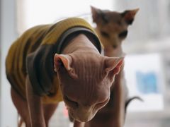 -藏猫猫咖啡主题馆(中央大道店)