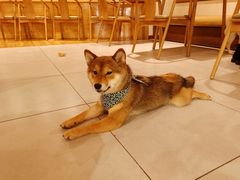 -柴务处·柴犬主题狗咖