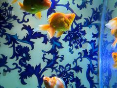 -北戴河圣蓝海洋公园