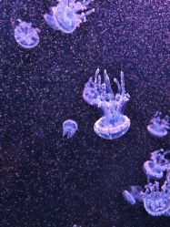 -Zoolung Zoolung动物主题公园(海信广场店)