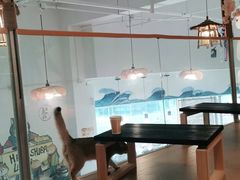 -南京Hallo宠物乐园·哈罗犬舍·柴犬繁育基地