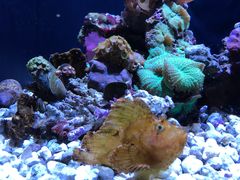 -西雅图水族馆