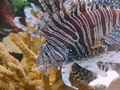 -瑞普利水族馆