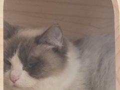 -喵宠乐园·撸猫互动·猫舍