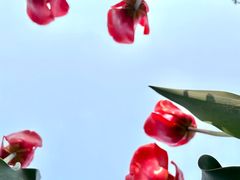 -院士公园