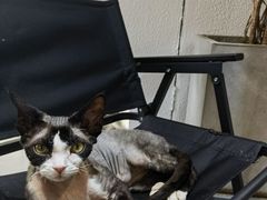 -琪喵猫屋·撸猫猫咖·猫舍