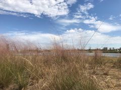 -春花秋色城市公园