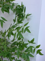 -变美丽半永久纹眉连锁·机器野生眉·洗眉