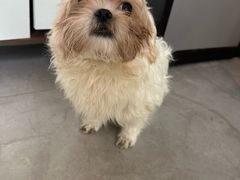 -瑞鹏宠物医院(大运分院)