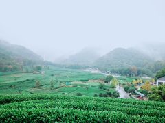-龙坞茶村