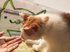 -平行世界·猫咖(首经贸店)