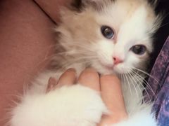 -momokira米努特·德文卷毛猫·棉花面纱犬