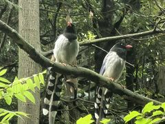 -娄山关景区