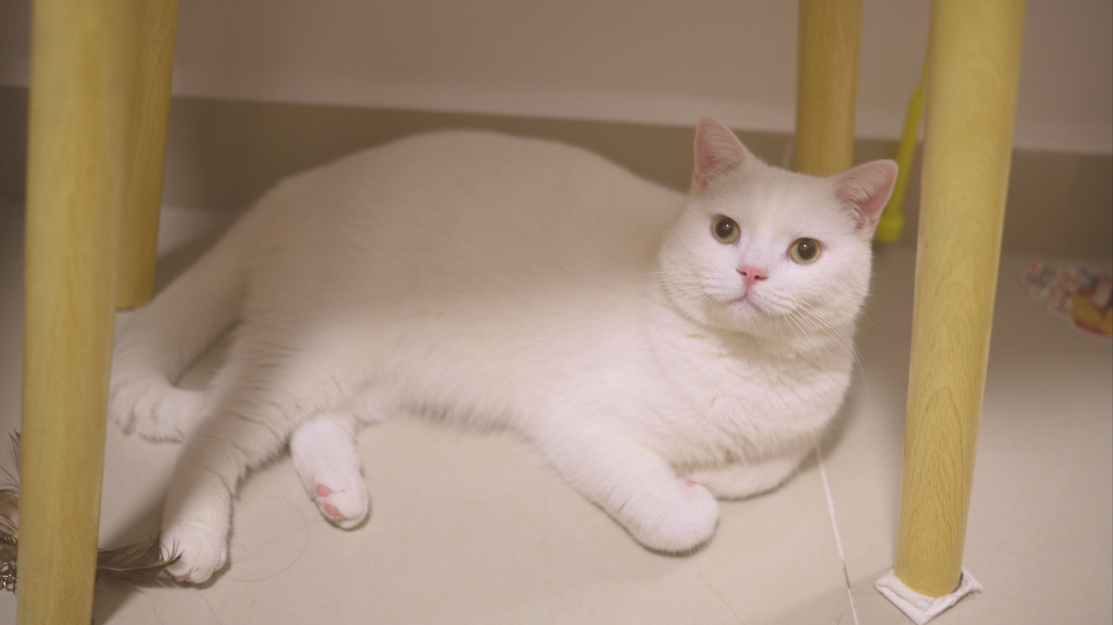 白色小猫的悠闲时光