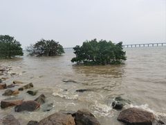 -宝安西湾红树林湿地公园