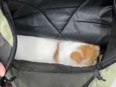 -安安宠医宠物医院·异宠·犬猫内科(岳阳分院)
