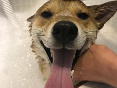 -PETKIT 小佩宠物·低压洗护·美容·寄养(安远店)