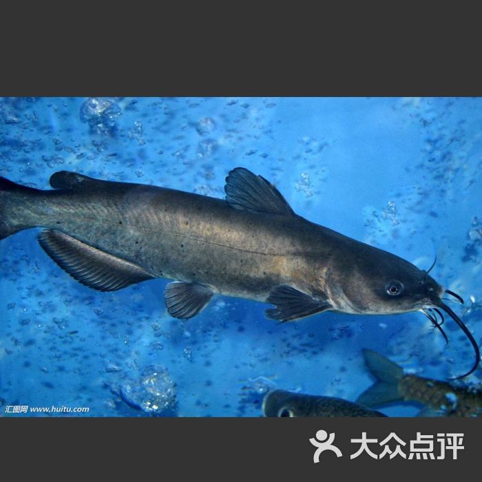 重庆乌江鱼图片
