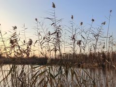 -溱湖国家湿地公园