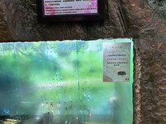 -上海大自然野生昆虫馆(东方明珠·爬宠昆虫探索中心)
