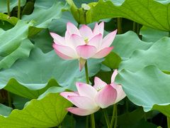 -荔湾湖公园