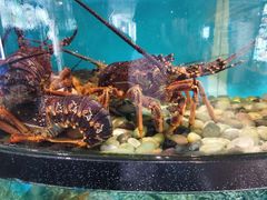 -莆鑫海鲜城(浏河店)