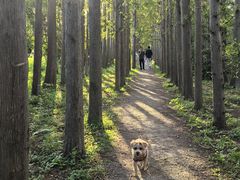 -上海长兴岛郊野公园
