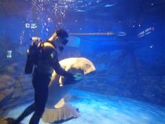 -烟台海昌鲸鲨海洋公园