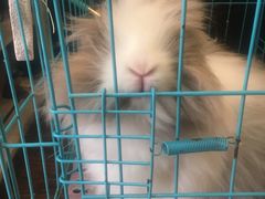 -志龙皇冠吃货椰子铺