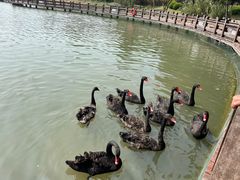 -五缘湾湿地公园