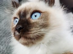 -喵屿·大理花园猫咖