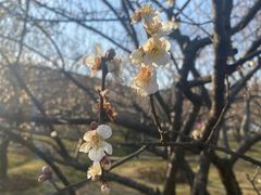 -香雪海