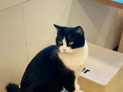 -有喵·猫咖·狗咖·40+猫狗有小奶狗(岗厦店)