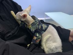 -喵的天空名猫咖啡馆·撸猫·猫舍·用品