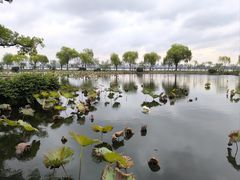 -无锡蠡湖国家湿地公园-蠡园