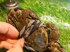 -后湖小院·乡野田园菜