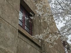 -武汉大学-樱园