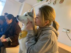 -Husky Go! 哈士奇体验馆·宠物咖啡厅狗咖