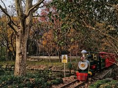 -上海共青森林公园