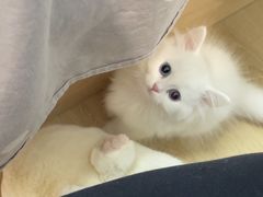 -欣宠猫屋·矮脚拿破仑·蓝金金渐层