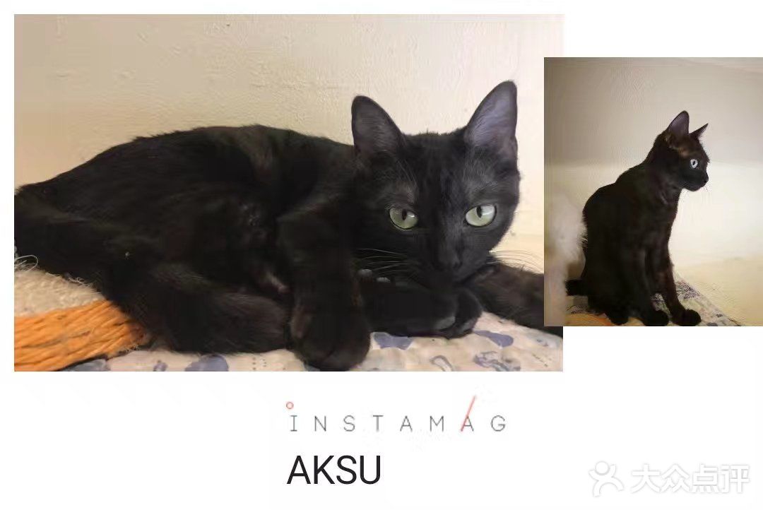 是一家以猫为主题的网红餐厅