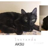 是一家以猫为主题的网红餐厅