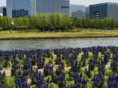 -春花秋色城市公园