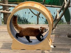 -西霞口神雕山野生动物世界