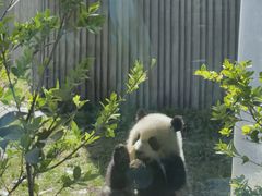 -卧龙中华大熊猫苑神树坪基地