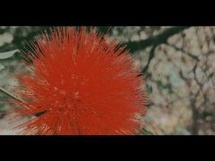 -番禺大夫山森林公园