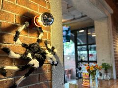 -Boxing Cat Brewery拳击猫精酿啤酒馆(永福店)
