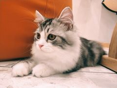 -飞行喵MR PILOT|猫舍·猫咖(静安大融城店)