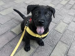 -瑞派康怡24h宠物医院·犬猫医疗中心·微创绝育(瑞景分院)